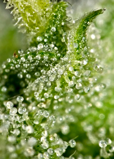 Capitate-stalked - Types of Trichomes